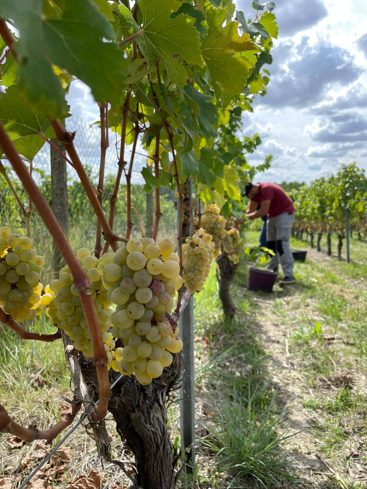 Travail des vignes avec les raisins