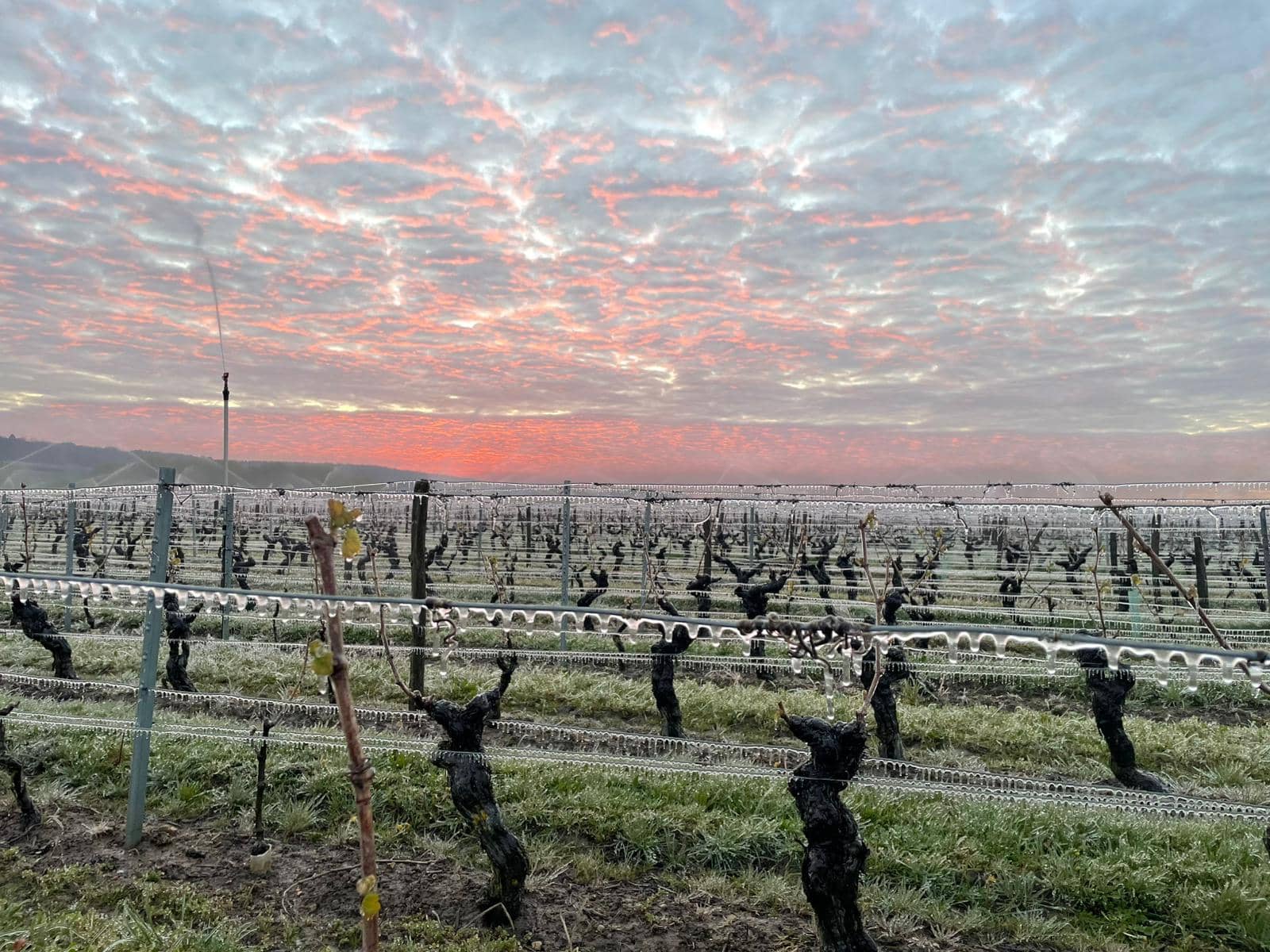 Vigne avec lever du soleil rose