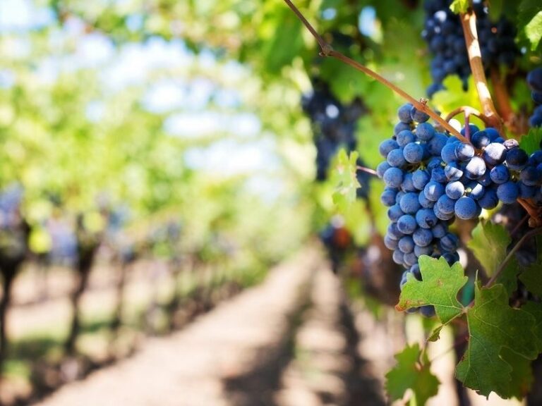 Histoire de l’AOC de Chinon